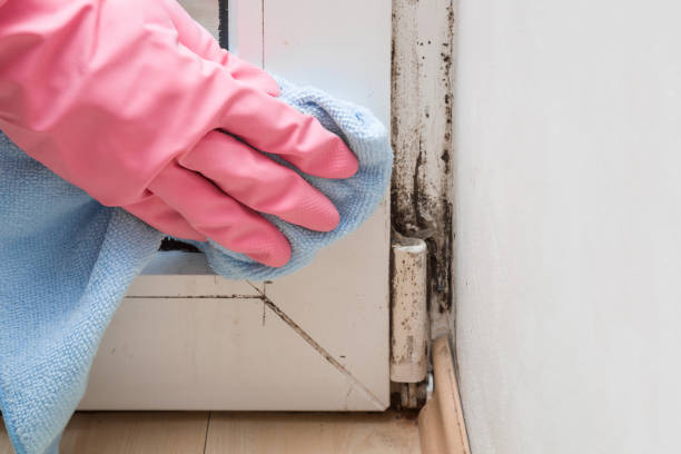 Best Mold Testing and Inspection Services in Indian Mountain Lake, PA